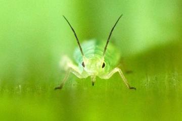 A green pea aphid.