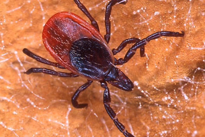 A black legged tick 