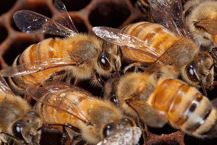 Honey bees