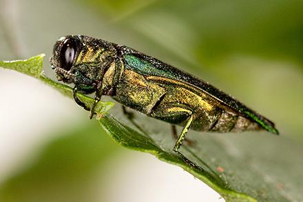 D2138 6 emerald ash borer