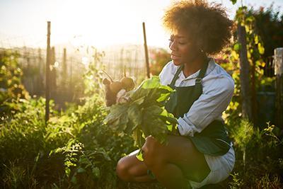 Gettyimagesgardening A young African American woman pulling golden beets from dirt in a garden.