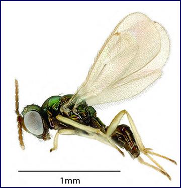 Alliumparasitoid Chalcidoid wasp