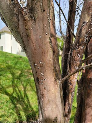 Crapemyrtlescale Scale on a crapemyrtle tree