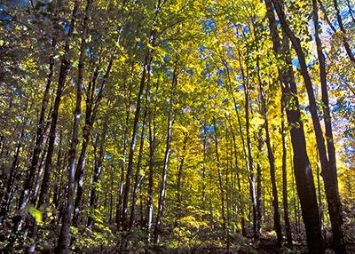 Usdaforest A forest of trees with yellow foliage