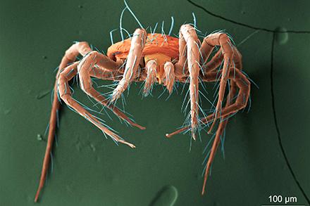 Phytoseiuluspersimilis SEM of a carmine predator mite