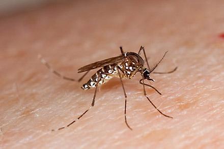 D2623-3Mosquito Aedes aegypti mosquito