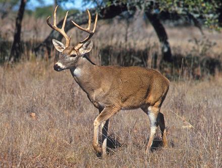 K5437 3 A male deer