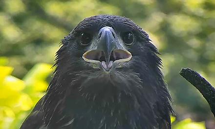 Dc9eaglet Eaglet looking at camera