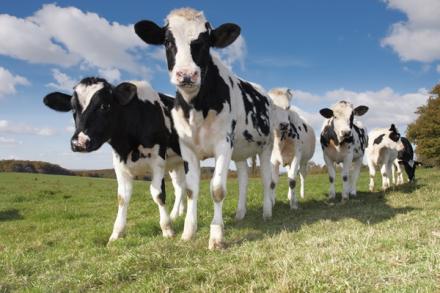Young Holstein Cattle