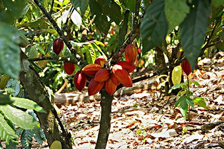Healthy cacao pods growing in Bahia, Brazil.