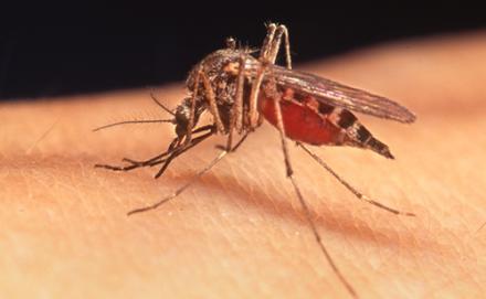 Mosquito Mosquito image