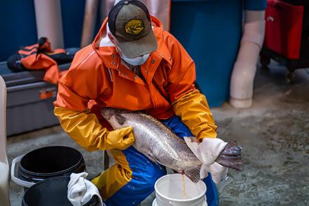 D4756 1 A technician collects eggs from a female Atlantic salmon.