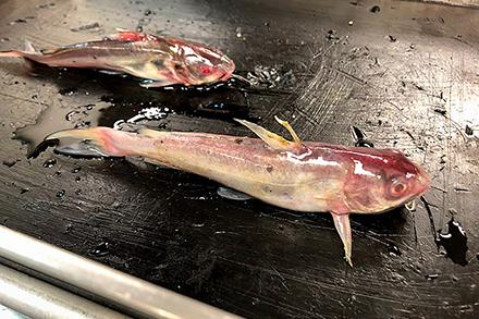 Catfish Fish infected with Aeromonas hydrophila
