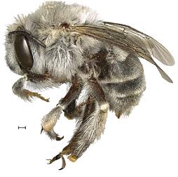 Pueblofemale160912 A female Pueblo bee