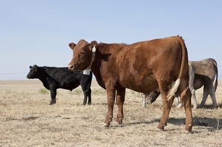 Cattleproduction Cattleproduction image