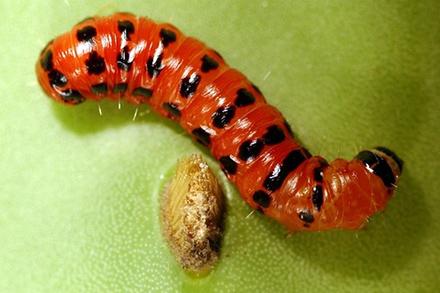 Cactusmoth A cactus moth larva