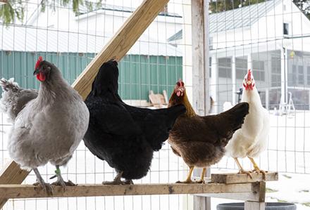 Backyardchickens Four hens in a cage