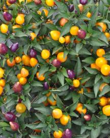 Peppers image