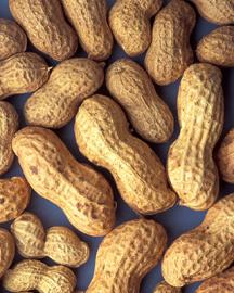 Peanuts in the shell 