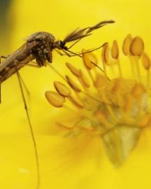 Macro photograph of a mosquito in the middle of a flower with yellow stamens - Getty Image