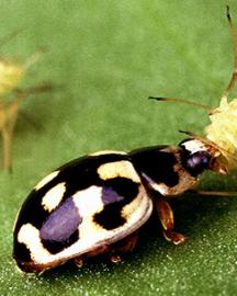 A ladybeetle eating a pea aphid