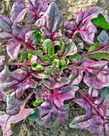 Red spinach growing in the ground