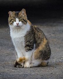 A black, tan and white cat sitting. 