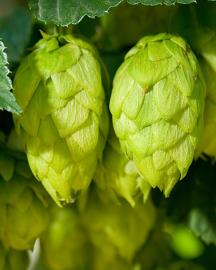 Two hops cones