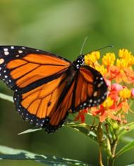 Monarch Butterfly